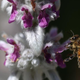 Honeybee on purple and white flower